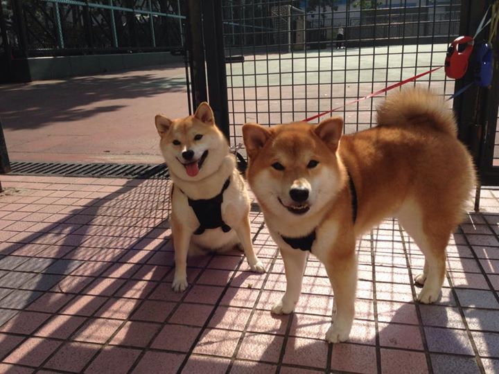 _猛龙奋起直追,逐渐逼近强敌_,猛龙追击