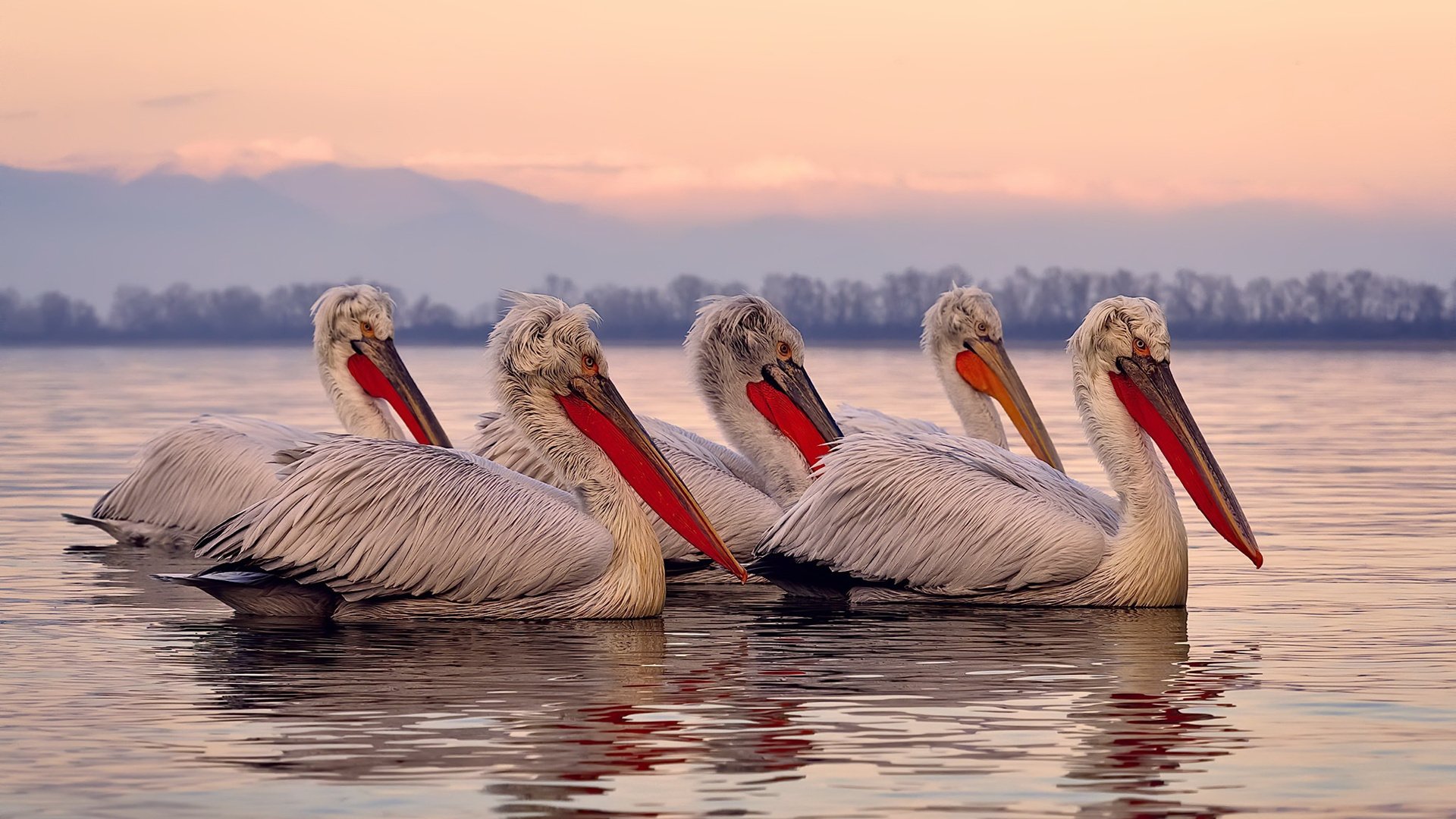 【高手对决】顶尖运动员的激烈碰撞与战术布置